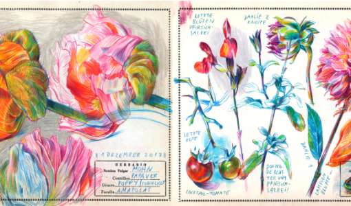 Botanische Portraits mit Farbstiften locker und lebendig zeichnen