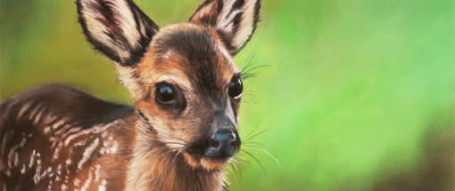 Faszination Tierportrait in Pastell